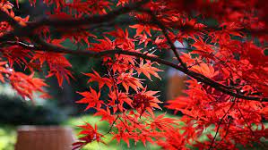 How To Select The Right Japanese Maple