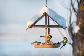 what to feed birds in winter full