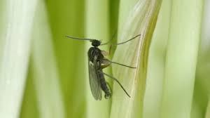 des moucherons dans le terreau