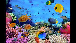 Kaplumbağalar da dahil etçil sürüngenlerin beslenmesi için ek besindir. Deniz Akvaryumum Ve Rengarenk Tropikal Baliklar Youtube