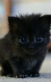 Hundreds more if a cat or kitten's medical history is unknown or if the kitty has not received initial medical care. Pin On Cute Cats