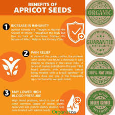 apricot bitter kernel powder organic