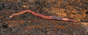 Earthworm Symbolism, Dreams, and Messages - Spirit Animal Totems