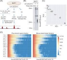 Hotspot identification for dynamic engagement (hide): Nucleotide Excision Repair Hotspots And Coldspots Of Uv Induced Dna Damage In The Human Genome Biorxiv