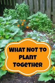 Companion Planting What Not To Plant Together Moms Need
