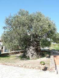 crete olive mill worlds oldest olive tree