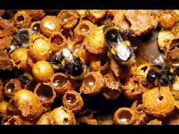 Bumble bees and honey bees. Look Inside A Bumblebee Nest Youtube