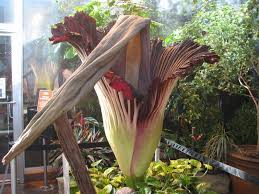 mortician confirms corpse flower smells