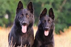 German shepherd everything you need to know. Black German Shepherd What Should You Do To Get This Rare Anything German Shepherd