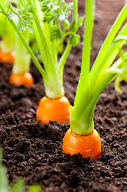 to harvest carrots for taste nutrition