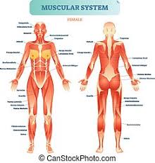 12 photos of the muscles labeled front and back. Muscle Diagram German Text Male Body Muscle Chart German Labeling Most Important Muscles Of The Human Body Colored Canstock