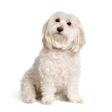 They shed very little and are therefore allergy friendly dogs. White Dog Breeds Of All Sizes Which Is Right For You Trupanion