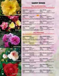 Hardy Roses Jeffries Nurseries Ltd