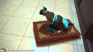 cat riding magic carpet a whole new