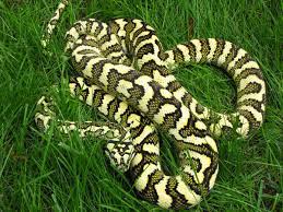 carpet python care sheet reptiles