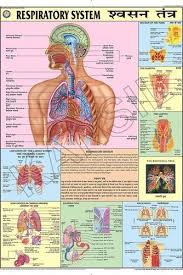 The Respiratory System For Human Physiology Chart