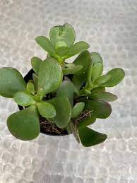 Jade Plant Pet Poison Helpline