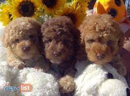 toy poodles in emmaville nsw