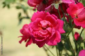 beautiful pink tender rose flower