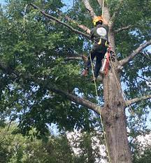 Use our fast and reliable tree trimming service for: Georgetown Tree Service Capitol Tree Care