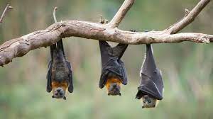 7 benefits of bats to humans
