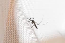 These traps are quick and easy to make and. The Best Ways To Get Rid Of Mosquitoes This Old House