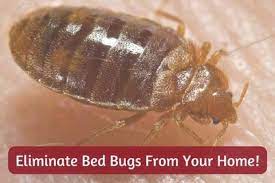 12 Easy Diy Ways To Get Rid Of Bed Bugs