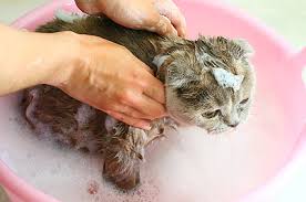 Try using a damp washcloth to bathe a cat under these circumstances. Can You Use Dog Shampoo On Cats
