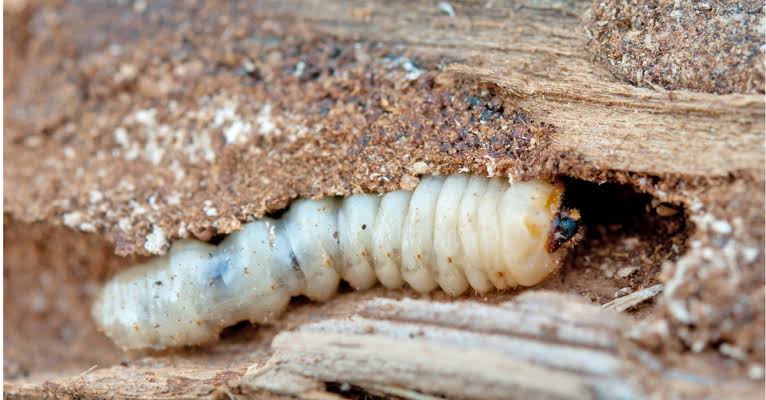 Detecting Active Woodworm in Your Home | Peter Cox Blog
