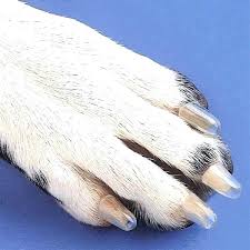 Soft Paws For Dogs Houz
