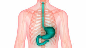 Image result for stomach digestive system