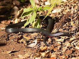 Black, yellow with stripes, or gray with darker patches where do you find them? Red Bellied Black Snake Wikipedia