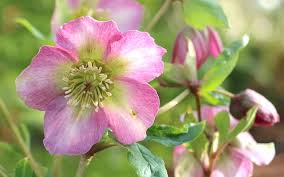 eborus lenten rose care and