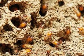 What Attracts Termites To Your House