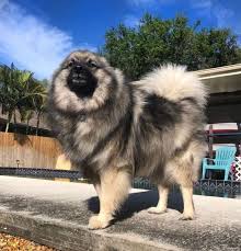 Get the best deals on dog baths. The Keeshond Meet The Ancient Dutch Barge Dog Of Your Dreams K9 Web