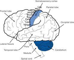 primary somatosensory cortex an