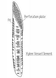 r3101 rhs question about xylem