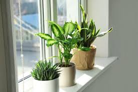 indoor plants for living room add
