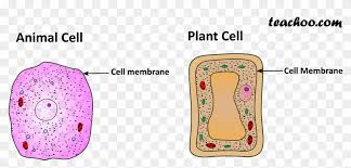 Plants and animals have strikingly similar cells. Plant And Animal Cell Only Cell Membrane Tom Felton Photo Shoot Clipart 5654275 Pikpng