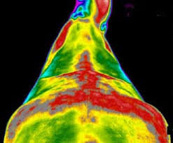 Image result for electromagnetic rug horse