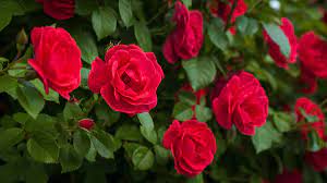 meaning of red roses 1800flowers