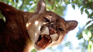 North america hosts two species of big wild cats and four species of small wild cats. 6 Wild Cats Still Found Roaming The U S Howstuffworks