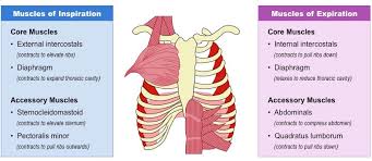 The dominant muscle in the upper chest is the pectoralis major. Respiratory Muscles Bioninja