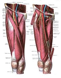 Here, it lies midway between the anterior superior iliac spine and the symphysis pubis. Femoral Artery Wikipedia