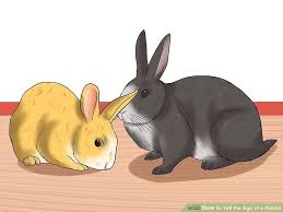 How To Tell The Age Of A Rabbit 10 Steps With Pictures