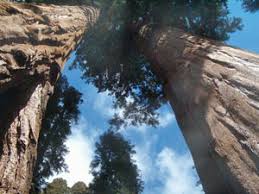 Dativ (wem?) dem mammutbaum / mammutbaume. Mammutbaume Kajak Und Der Sequoia National Park Erlebe Usa Familienreise