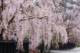 There different varieties and cultivars to choose from, some with drooping habit and fuller flowers. Weeping Cherry Trees The Best Cascading Faves