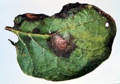 Early Blight And Late Blight Of Potato Ct Integrated Pest