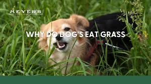 why do dogs eat gr meyer s pet care