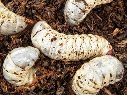 chafer grubs treatment and control